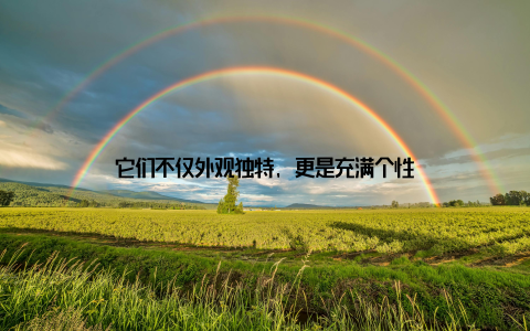 它们不仅外观独特, 更是充满个性