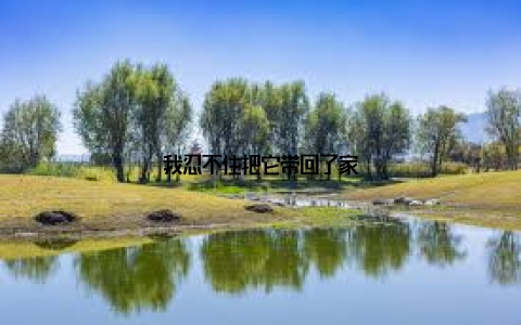 我忍不住把它带回了家