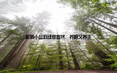 紫薇小盆栽绿意盎然, 养眼又养生