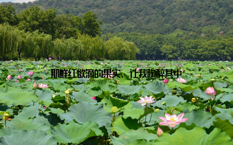 那鲜红欲滴的果实, 让我陶醉其中