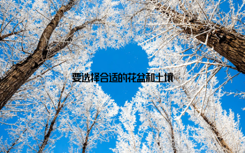 要选择合适的花盆和土壤