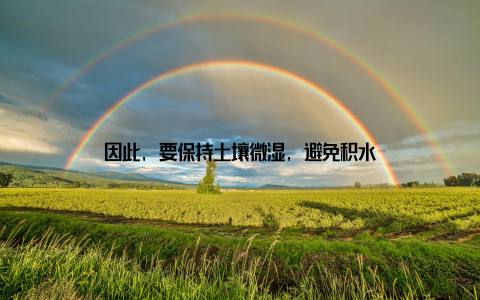 因此, 要保持土壤微湿, 避免积水