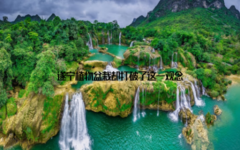 遂宁植物盆栽却打破了这一观念