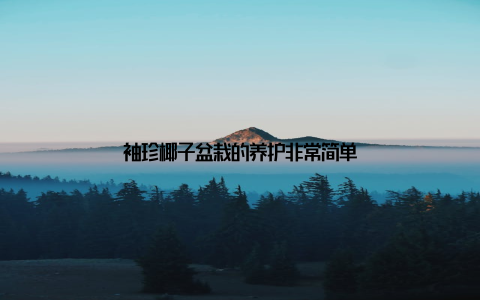 袖珍椰子盆栽的养护非常简单