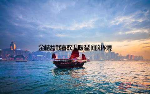 金桔盆栽喜欢温暖湿润的环境