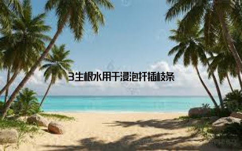 3生根水用于浸泡扦插枝条