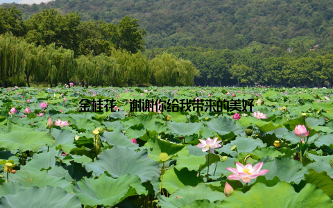 金桂花, 谢谢你给我带来的美好