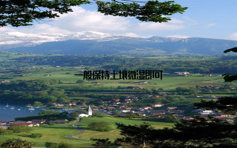 一般保持土壤微湿即可