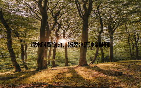 浇水时要均匀, 避免水流冲刷根部