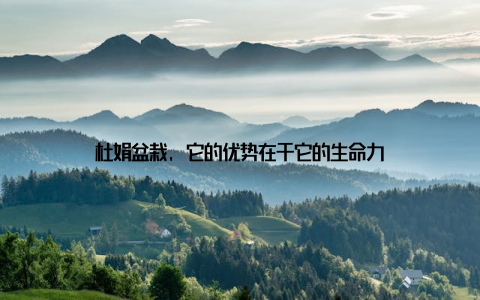 杜娟盆栽, 它的优势在于它的生命力