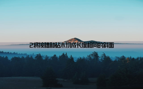 2将接穗和砧木切成长度相同的斜面