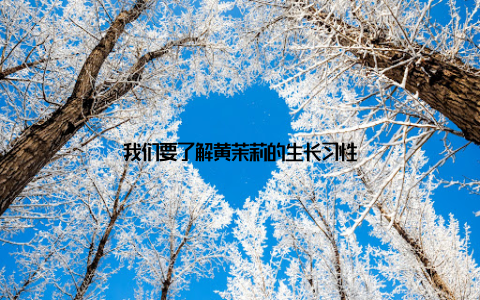 我们要了解黄茉莉的生长习性