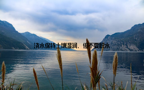 浇水保持土壤湿润, 但不要积水