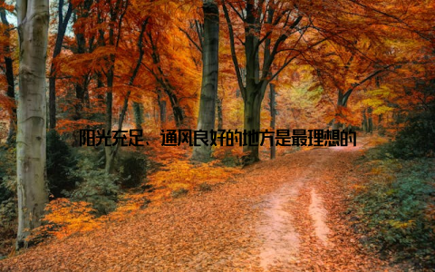 阳光充足、通风良好的地方是最理想的