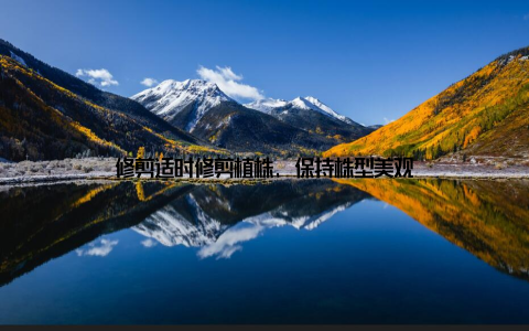 修剪适时修剪植株, 保持株型美观