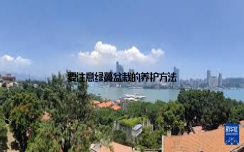 要注意绿蔓盆栽的养护方法