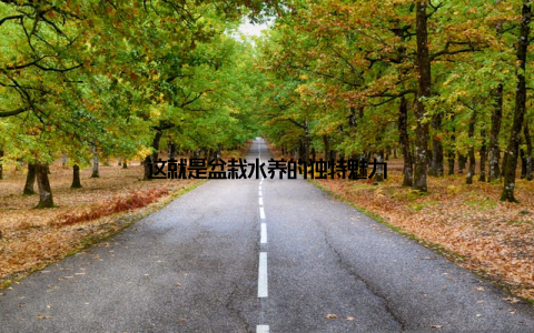 这就是盆栽水养的独特魅力