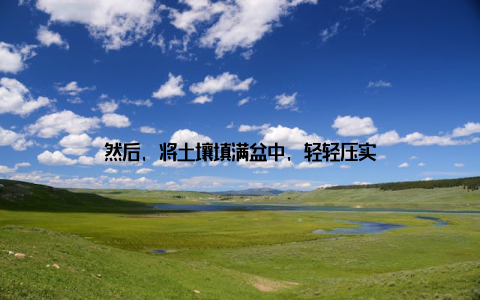 然后, 将土壤填满盆中, 轻轻压实