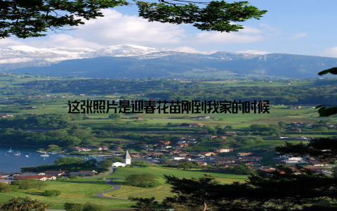 这张照片是迎春花苗刚到我家的时候