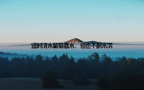 适时浇水葡萄喜水, 但也不耐水涝