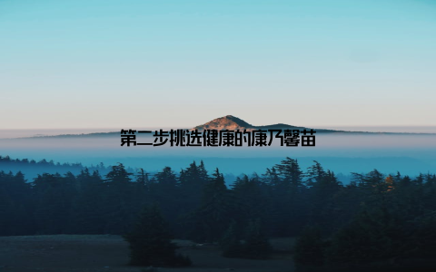 第二步挑选健康的康乃馨苗