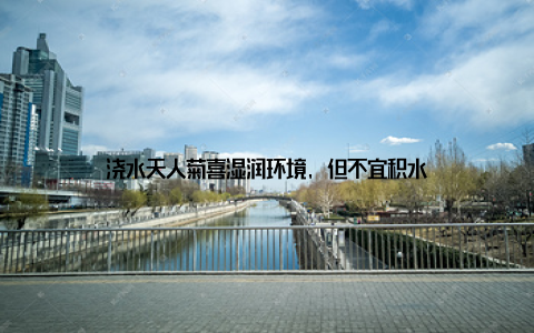 浇水天人菊喜湿润环境, 但不宜积水