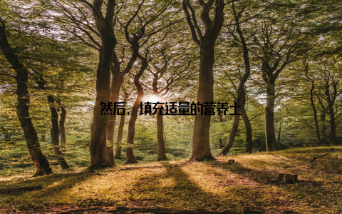 然后, 填充适量的营养土