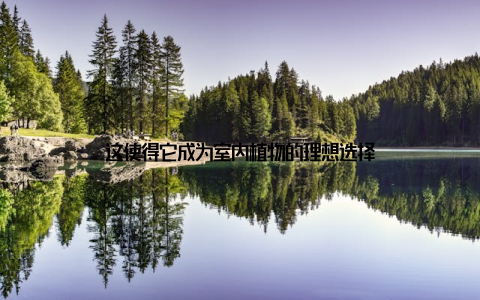 这使得它成为室内植物的理想选择