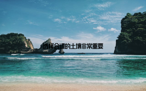 选择合适的土壤非常重要