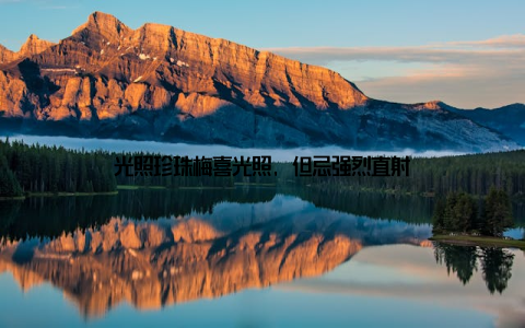 光照珍珠梅喜光照, 但忌强烈直射