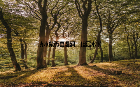 浇水紫薇喜湿润, 但忌水涝