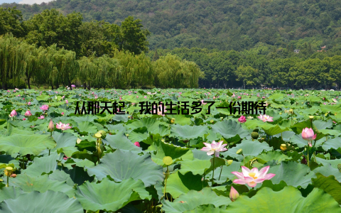 从那天起, 我的生活多了一份期待