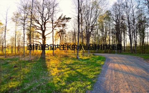 选择适合室内生长的水仙品种非常重要