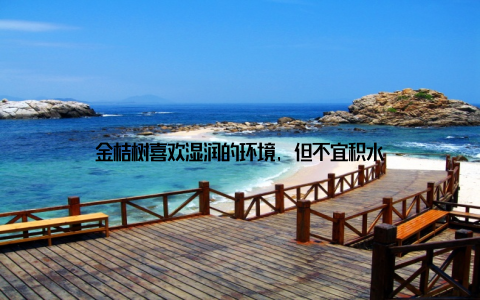 金桔树喜欢湿润的环境, 但不宜积水