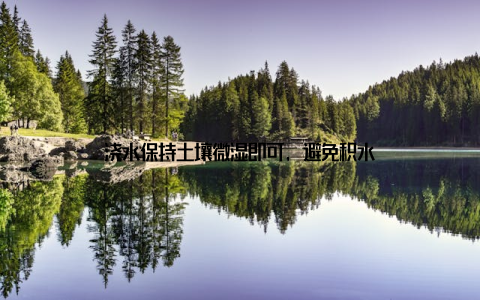浇水保持土壤微湿即可, 避免积水