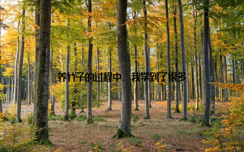 养竹子的过程中, 我学到了很多