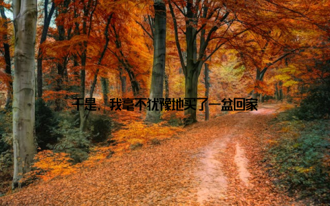 于是, 我毫不犹豫地买了一盆回家