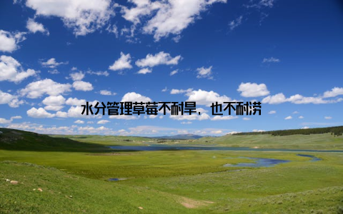 水分管理草莓不耐旱, 也不耐涝