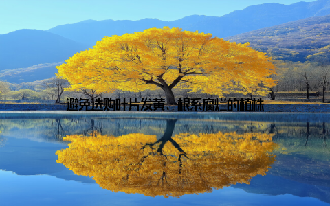 避免选购叶片发黄、根系腐烂的植株