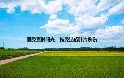 避免直射阳光, 以免造成叶片灼伤