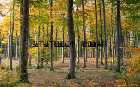 茎干茎干粗细适中, 无扭曲变形