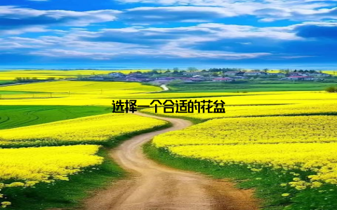 选择一个合适的花盆