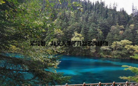 紧接着, 我又入手了几盆多肉植物