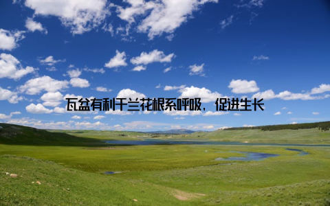 瓦盆有利于兰花根系呼吸, 促进生长