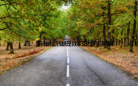 四、金钱树金钱树是我家阳台的招财树