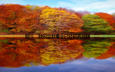 如今, 我的盆栽事业已经初具规模